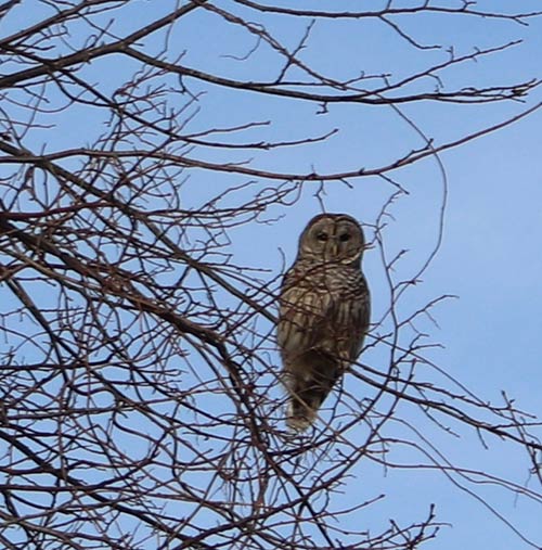 Short-eared owl Matunuck Beach Road