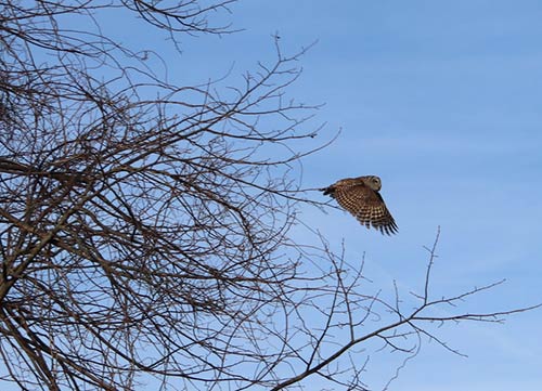 rpeng-owl-takeoff